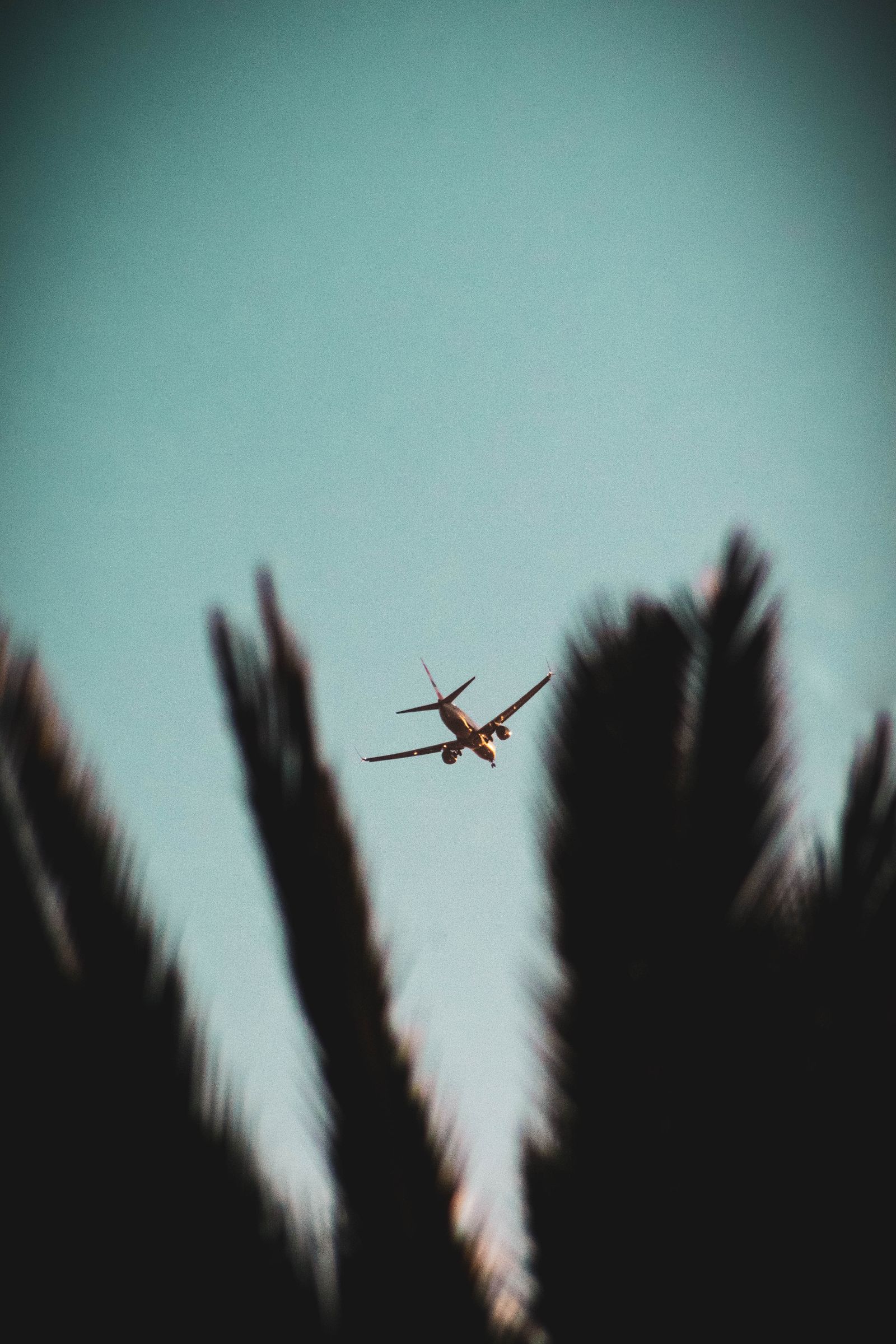 Aircraft in flight above a treeline